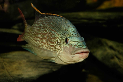 Oreochromis tanganicae Cichlidae