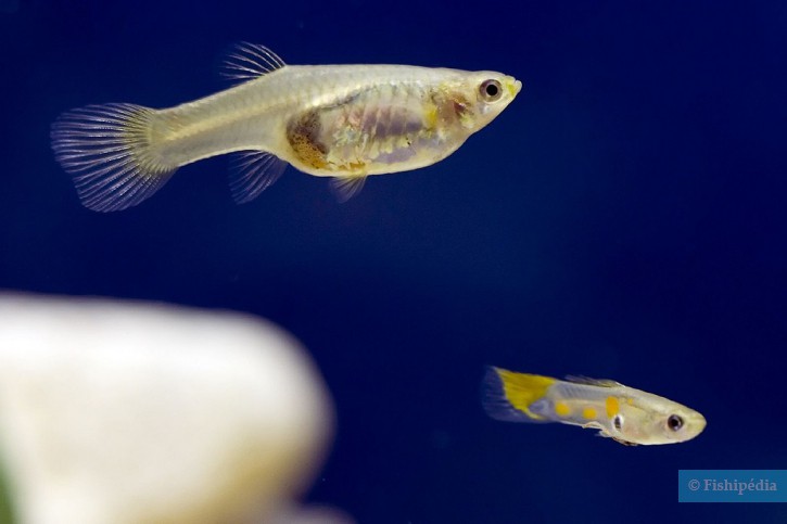 Guppy forme sauvage - Poecilia reticulata