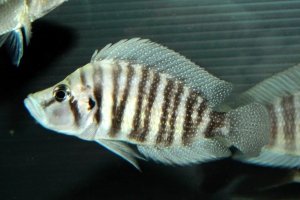 Altolamprologus compressiceps