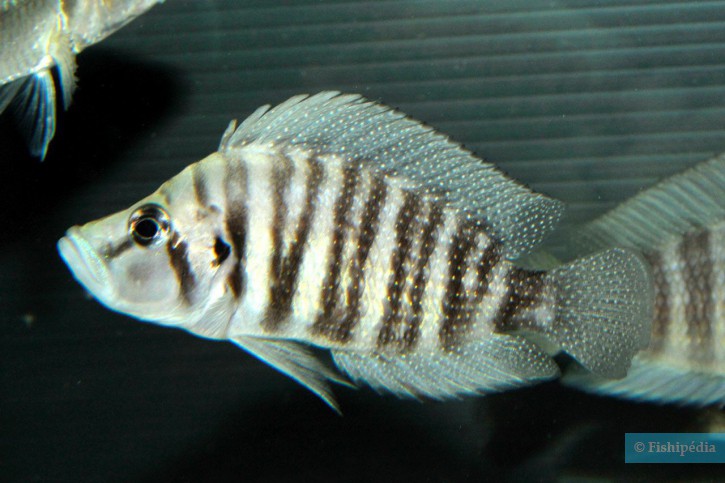 Altolamprologus compressiceps