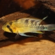 picture of Apistogramma rositae