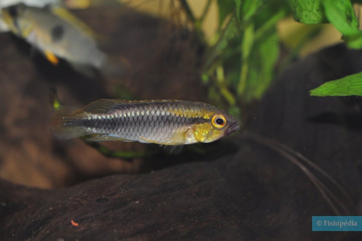 Apistogramma sp. 'Abacaxis'