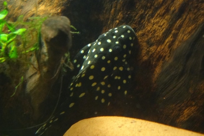 Baryancistrus niveatus Loricariidae