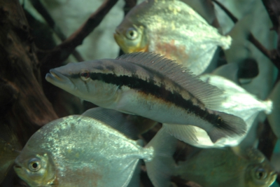 Crenicichla lacustris Cichlidae
