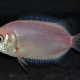 picture of Helostoma temminkii