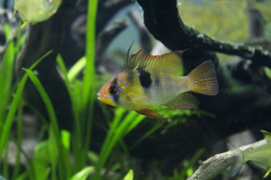 Mikrogeophagus ramirezi