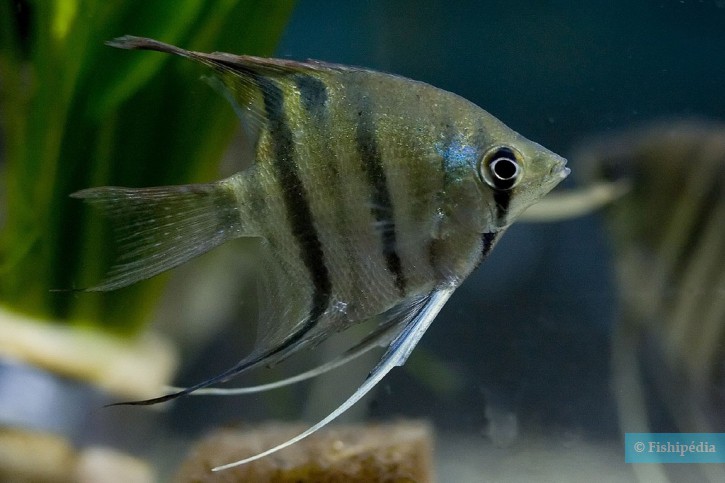 Pterophyllum leopoldi