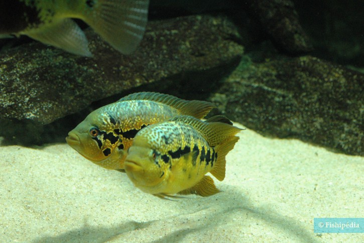 Parachromis loisellei