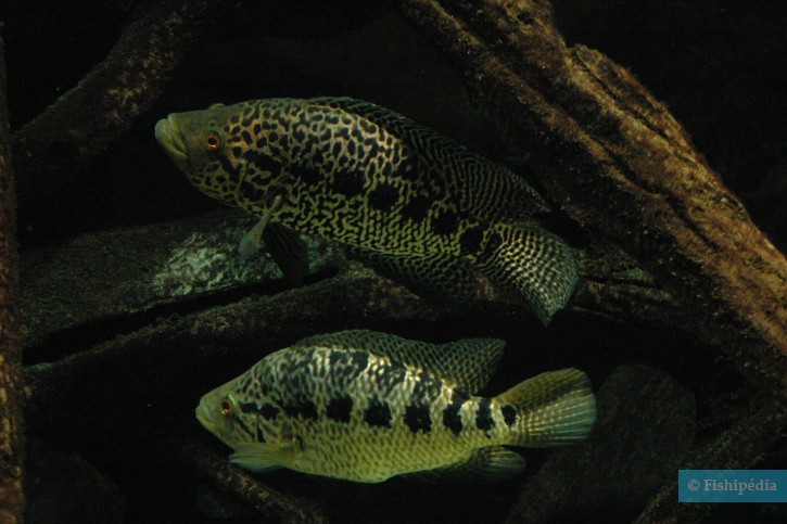 Parachromis managuensis - guapote tigre