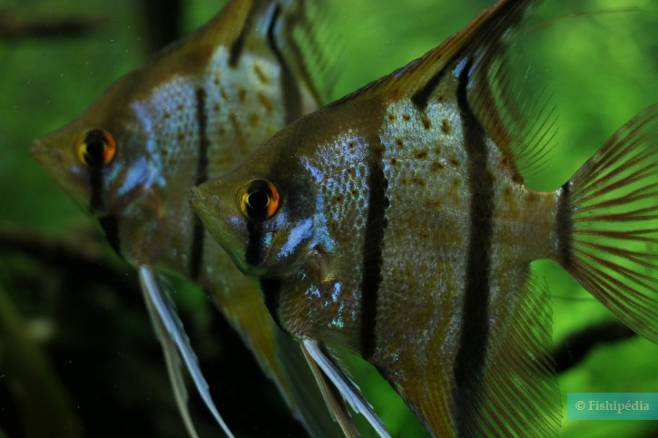 Pterophyllum scalare - scalare
