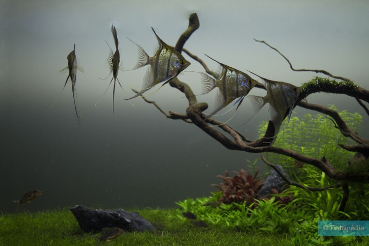 Pterophyllum scalare - scalare