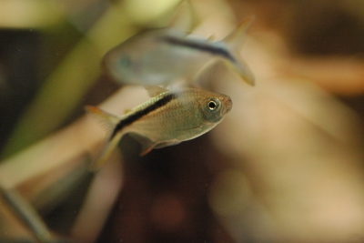 Thayeria ifati Characidae