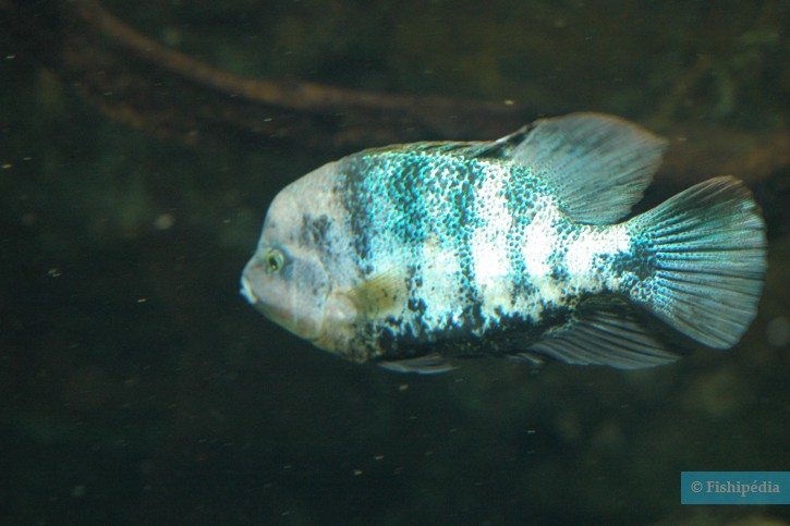 Vieja fenestrata