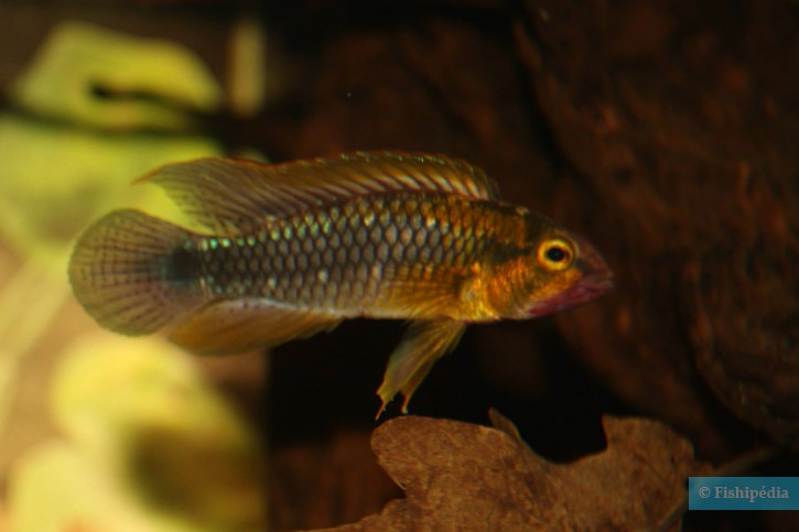 Apistogramma sp. 'Abacaxis'