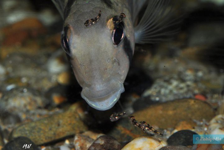 Tahuantinsuyoa macantzatza - cichlidé-pierre
