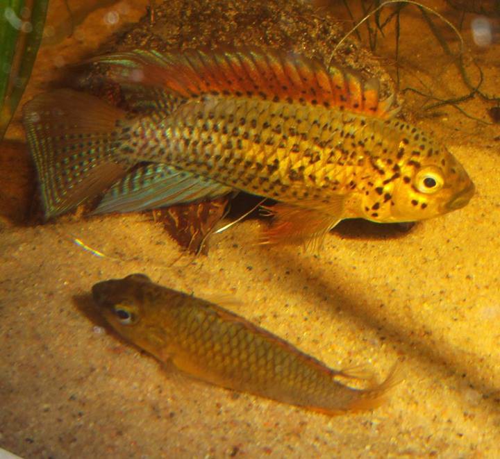 Apistogramma sp. 'Vielfleck'