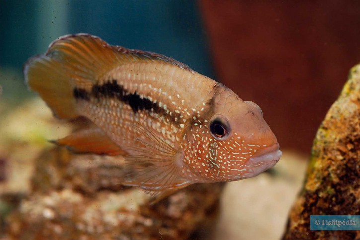 Tahuantinsuyoa macantzatza - cichlidé-pierre