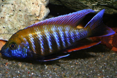 Aulonocara jacobfreibergi "Otter Point" Cichlidae