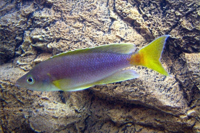 Cyprichromis coloratus Cichlidae