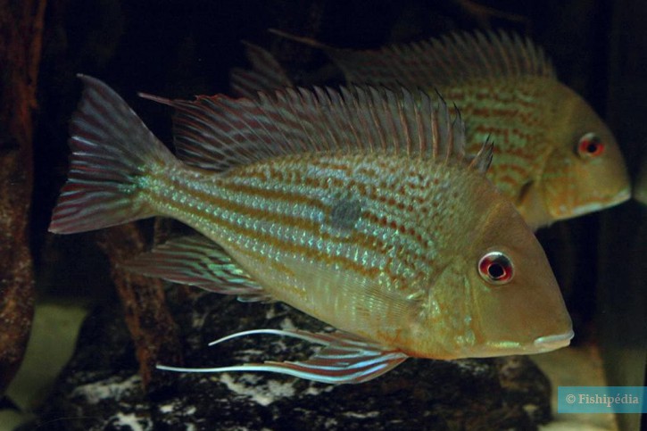Geophagus abalios