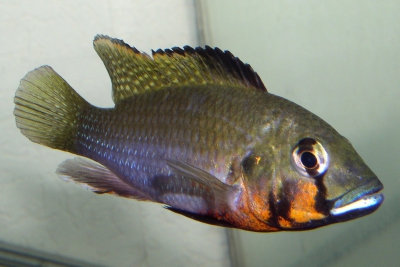 Thoracochromis brauschi Cichlidae