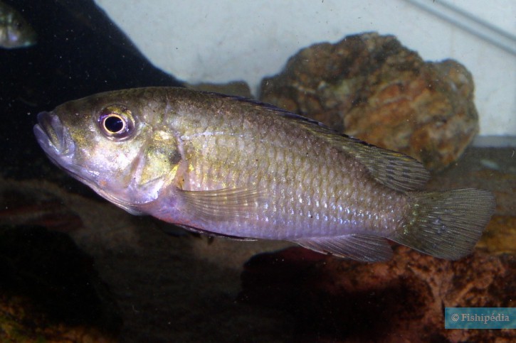 Thoracochromis brauschi