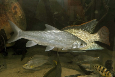 Acapoeta tanganicae Cyprinidae