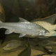 picture of Acapoeta tanganicae