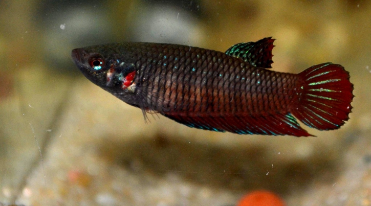 Betta splendens femelle sauvage