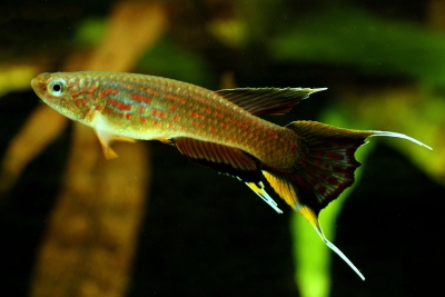 Aphyosemion australe Nothobranchiidae