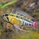 picture of Apistogramma hongsloi