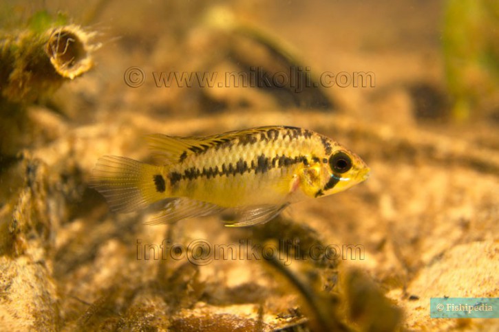 Apistogramma nororientalis