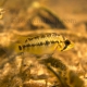 picture of Apistogramma nororientalis