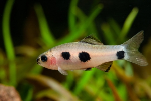 Enteromius candens