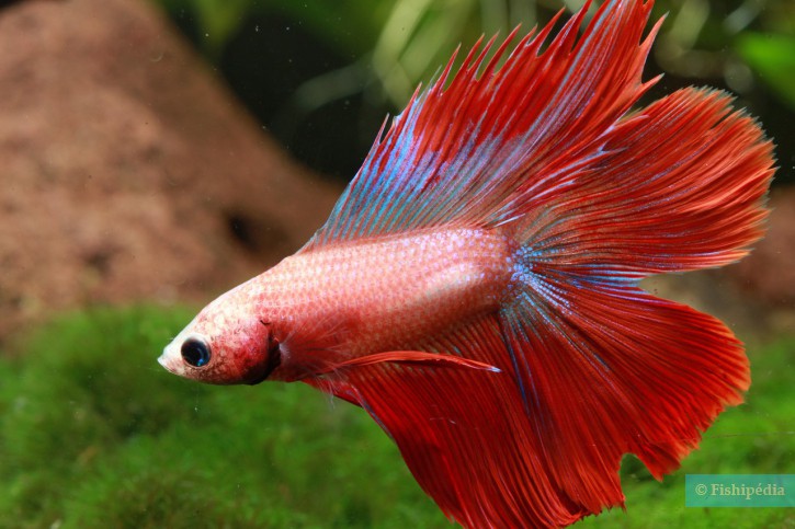 Betta splendens - pesce combattente