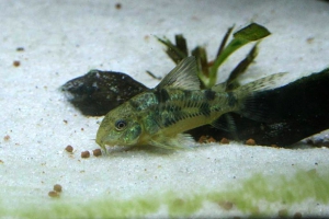 Corydoras paleatus