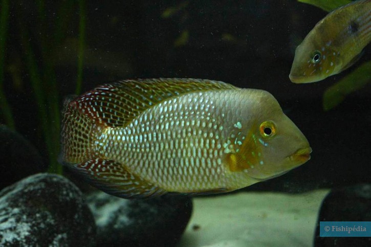 Geophagus brasiliensis