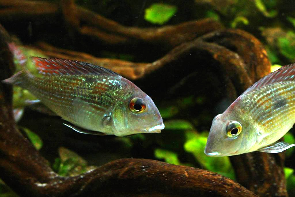 Geophagus sp. Rio Gurupi