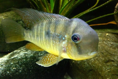 Gymnogeophagus balzanii Cichlidae