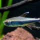 picture of Hyphessobrycon peruvianus