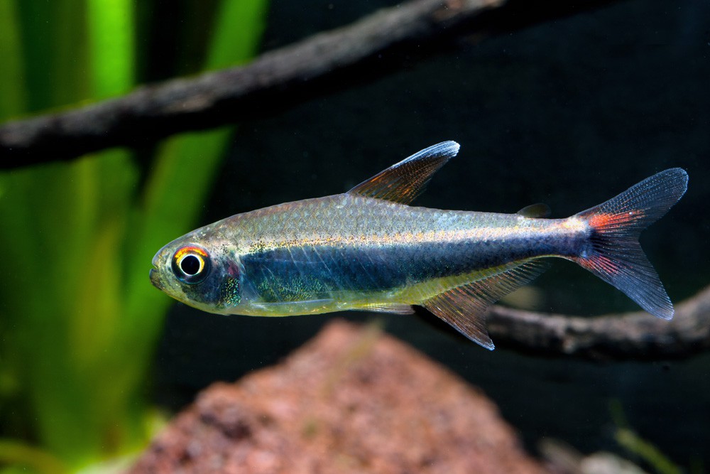 Hyphessobrycon peruvianus