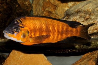 Petrochromis lisachisme Cichlidae