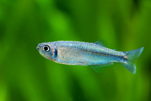 Tyttocharax madeirae