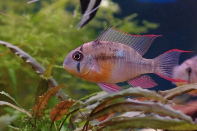 Mikrogeophagus altispinosus Cichlidae