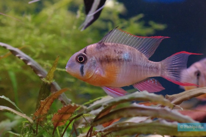 Mikrogeophagus altispinosus