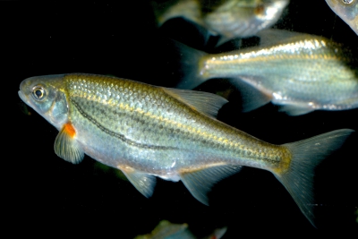 Alburnoides bipunctatus Leuciscidae