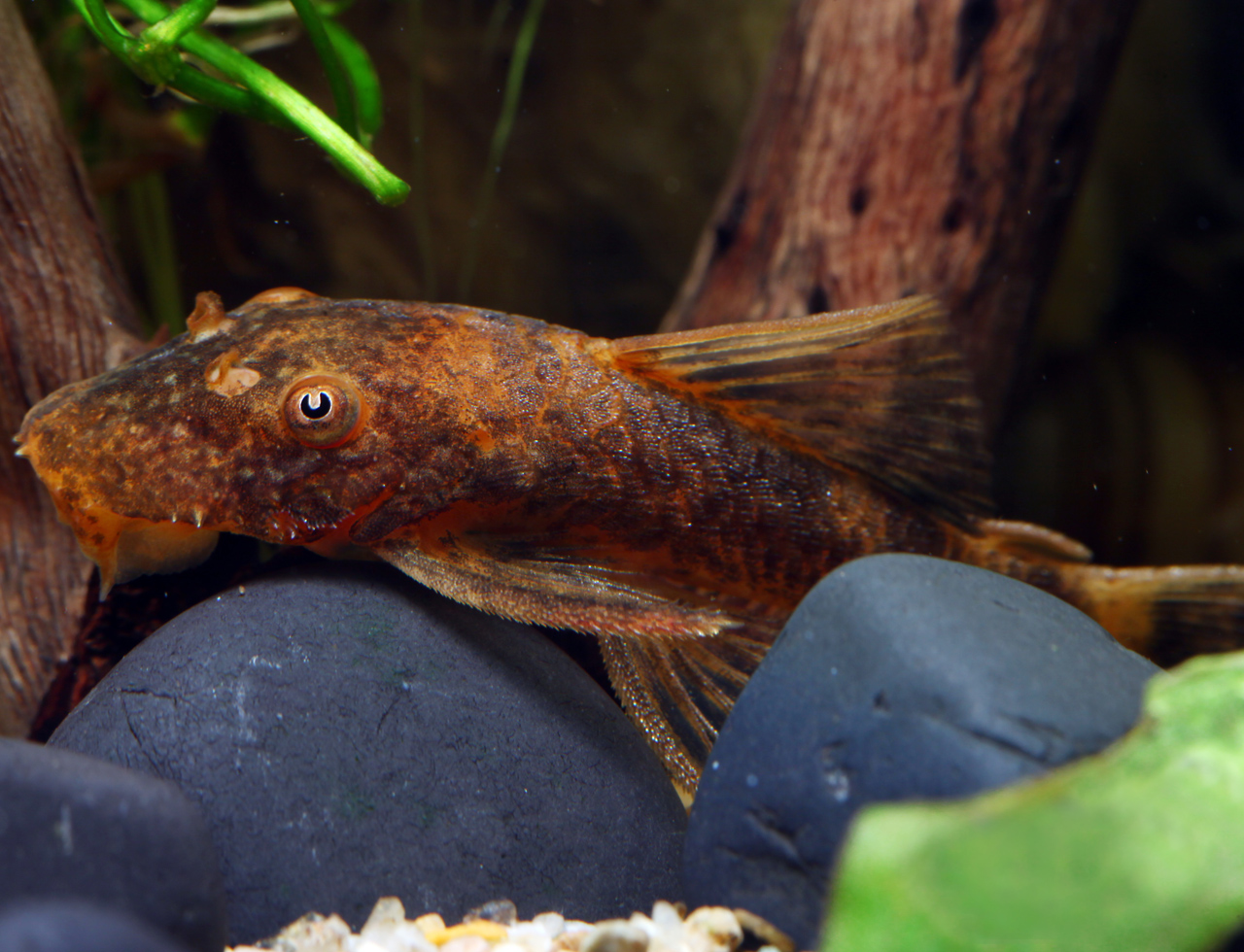 Ancistrus sp. LDA016