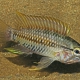 picture of Apistogramma helkeri