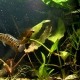 picture of Badis blosyrus