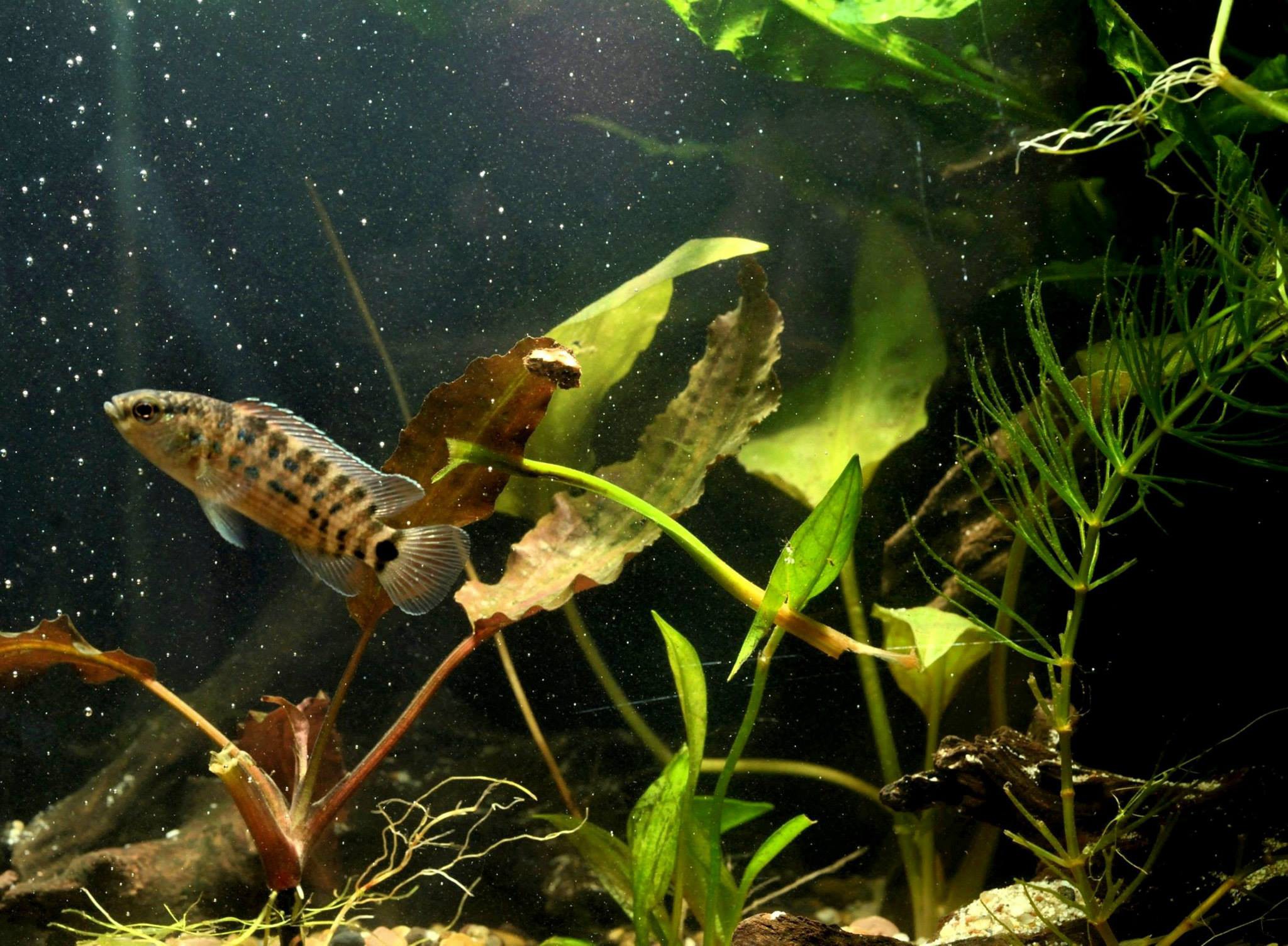 Badis blosyrus
